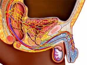 la estructura del sistema urogenital y la potencia masculina