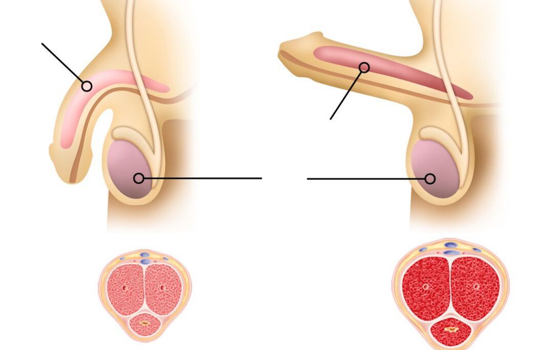 Razones para la disminución de la potencia en los hombres. 